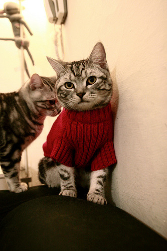 当约基奇用实力定义伟大，北京队用坚韧点亮夜空—跨越篮球世界的双重证明