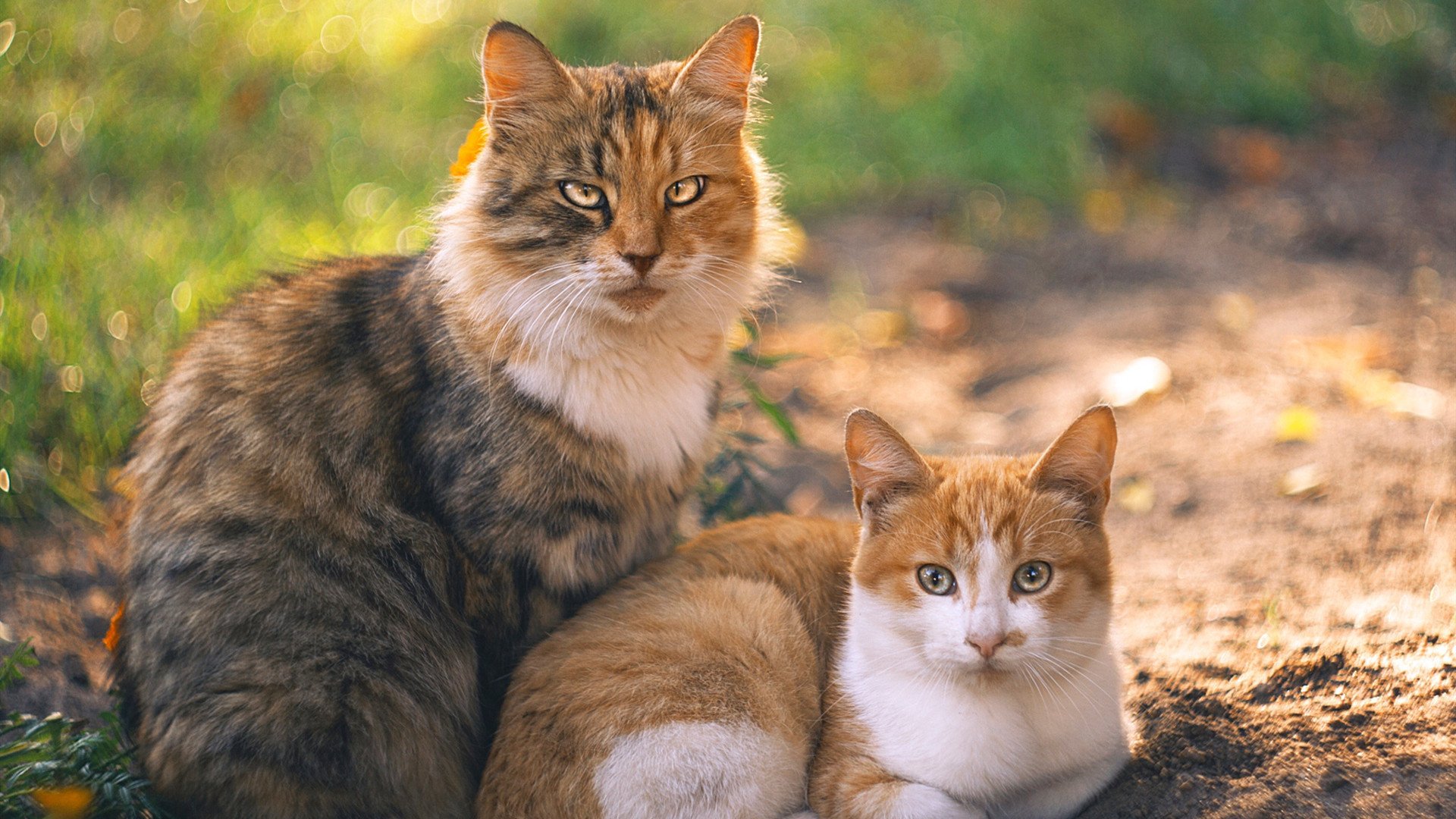阿劳霍一锤定音，安哥拉提前终结悬念助皇马锁定胜局
