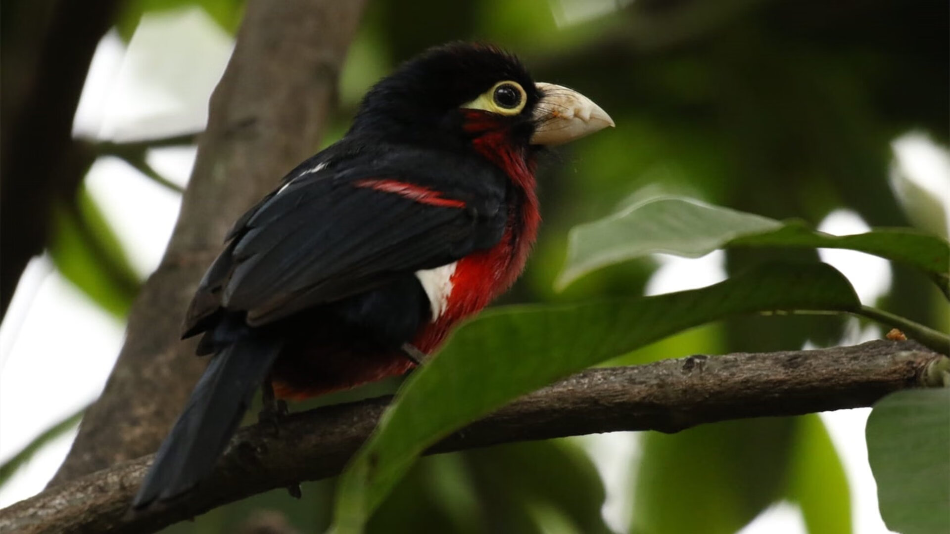 意甲焦点战，雷恩狂胜尤文，一场颠覆传统的战术革命